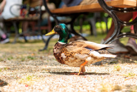 Stock Image: A drake walks through the park