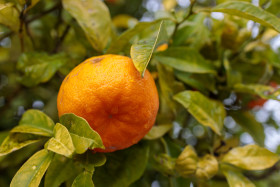 Stock Image: A fresh ripe orange on the tree in Portugal