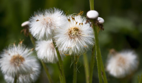 Stock Image: a group of dandelions