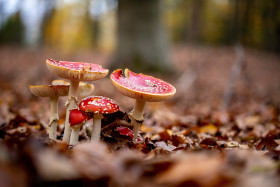 Stock Image: A group of toadstools in the forest