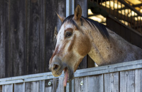 Stock Image: A horse shows its tongue