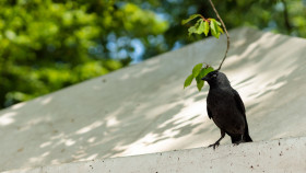 Stock Image: A jackdaw sits on a tent roof