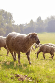 Stock Image: A large flock of sheep is driven from the pastures into the stables