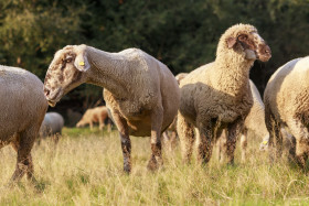 Stock Image: A large flock of sheep is driven from the pastures into the stables