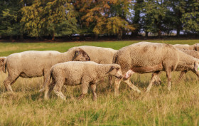 Stock Image: A large flock of sheep is driven from the pastures into the stables