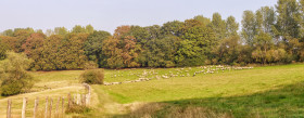 Stock Image: A large flock of sheep is driven from the pastures into the stables