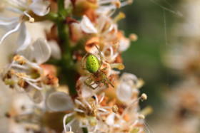 Stock Image: A little green garden spider