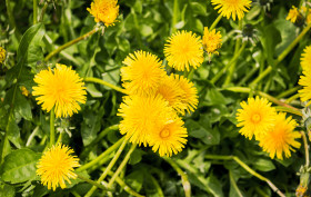 Stock Image: a lot of dandelions