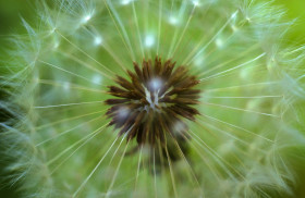 Stock Image: A macro shot of a dandelion flower