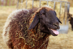 Stock Image: A mowing brown and white spotted sheep
