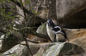 Stock Image: a penguin couple on a rock