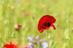 Stock Image: a poppy on a wildflower meadow