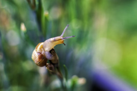 Stock Image: A snail on a blade of grass