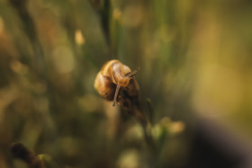Stock Image: A snail on a blade of grass
