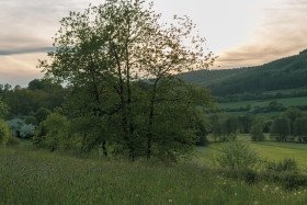 Stock Image: A tree in a beautiful rural landscape by germany