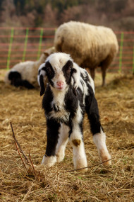 Stock Image: A white and black spotted lamb