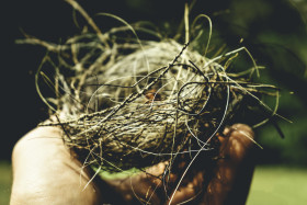 Stock Image: abandoned birds nest in hand