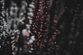 Stock Image: abstract autumn plants
