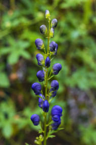 Stock Image: Aconite, aconitum napellus a highly toxic flowering plant. Blue Blooming Flower