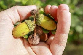 Stock Image: Acorns in a Hand