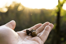 Stock Image: acorns in a hand autumn-time