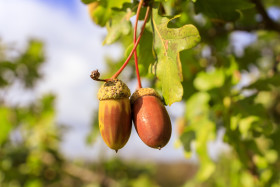 Stock Image: Acorns on an oak in autumn