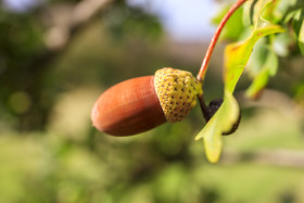 Stock Image: Acorns on an oak in autumn