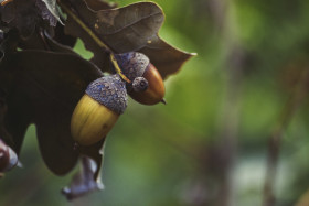 Stock Image: acorns on tree