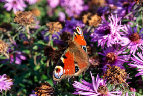 Stock Image: Admiral butterfly