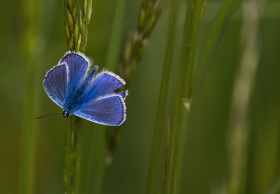 Stock Image: Adonis blue butterfly, Polyommatus bellargus