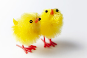 Stock Image: Adorable Easter chicks isolated on white background