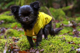 Stock Image: adorable little chihuahua dog wearing a yellow oil jacket in the autumn forest during some rain