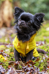 Stock Image: adorable little chihuahua dog wearing a yellow oil jacket in the autumn forest during some rain