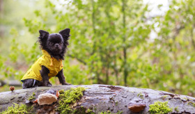 Stock Image: adorable little chihuahua dog wearing a yellow oil jacket in the autumn forest during some rain