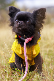 Stock Image: adorable little chihuahua dog wearing a yellow oil jacket in the autumn forest during some rain