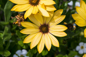 Stock Image: African daisies, osteospermum - yellow daisy flower