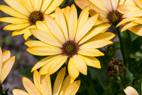 Stock Image: African daisies, osteospermum - yellow daisy flower
