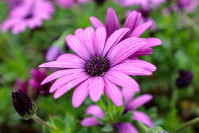 Stock Image: African daisy
