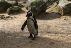 Stock Image: African penguin on the sandy beach