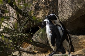 Stock Image: African penguins during mating season
