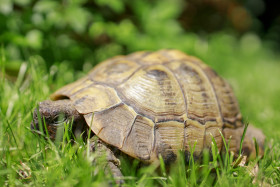 Stock Image: African Spurred Tortoise on a Meadow