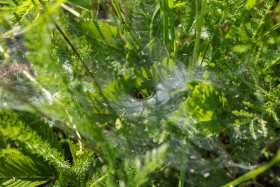Stock Image: Agelenidae