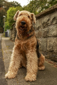 Stock Image: Airedale Terrier, also called Bingley Terrier and Waterside Terrier