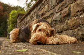 Stock Image: Airedale Terrier, also called Bingley Terrier and Waterside Terrier