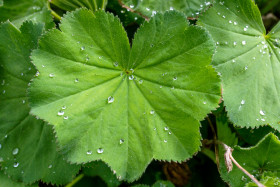 Stock Image: Alchemilla leaf with dew drops
