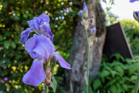 Stock Image: Algerian Iris