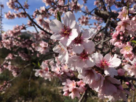 Stock Image: Almond Tree Flowers