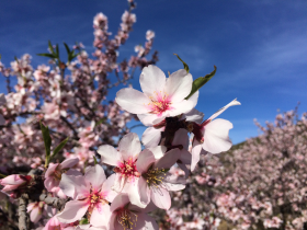 Stock Image: Almond Tree Flowers Close up