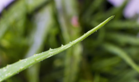 Stock Image: Aloe or Aloe vera fresh leaves and slices on white background.