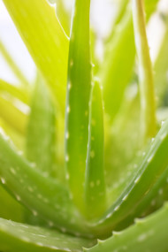 Stock Image: Aloe vera